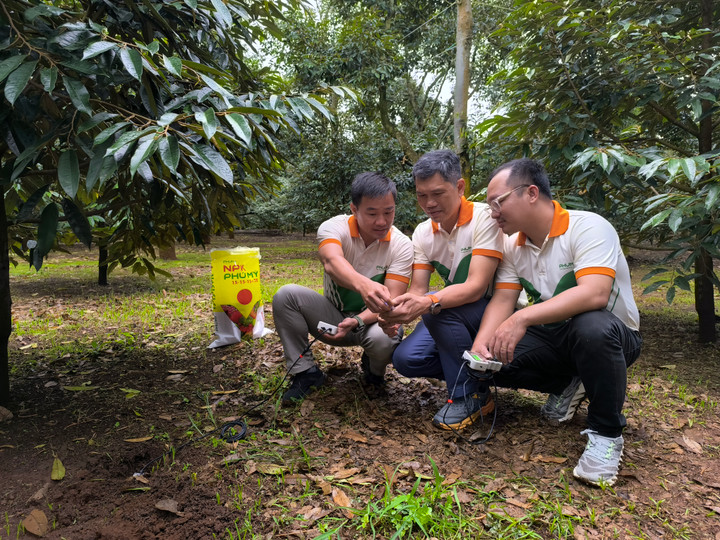 Phú Mỹ triển khai đo dinh dưỡng đất thông minh, ứng dụng công nghệ tiên tiến.