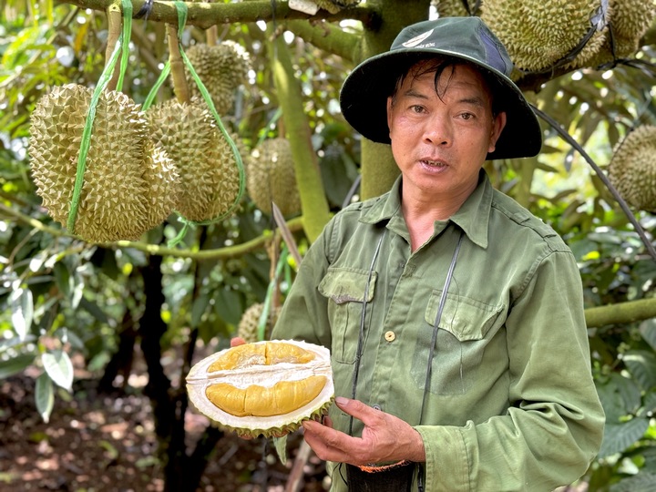 Sầu riêng sượng nước, nông dân bất lực nhìn giá rớt thảm