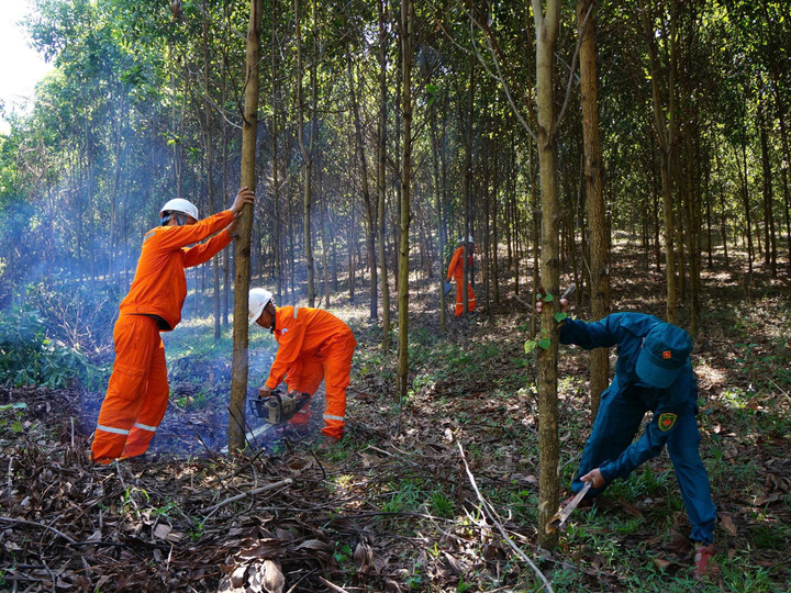 Từ đầu năm 2025 đến nay, nhiều Điện lực trực thuộc PC Thanh Hóa ra quân giải phóng hành lang an toàn lưới điện.