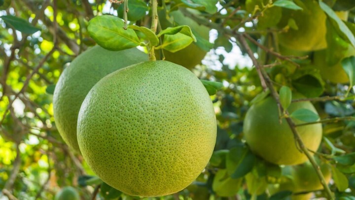 Sau hợp nhất, tỉnh Vĩnh Long mới giáp với những địa phương nào? - 4