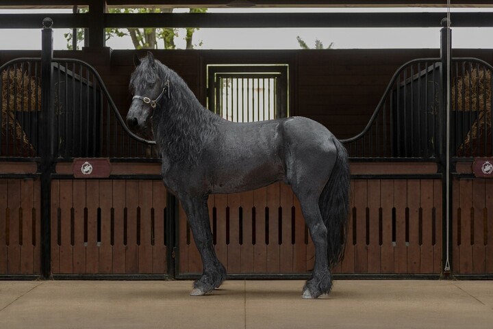 Sắp diễn ra giải cưỡi ngựa chuyên nghiệp - Vinpearl Equestrian Cup 2025 - 3