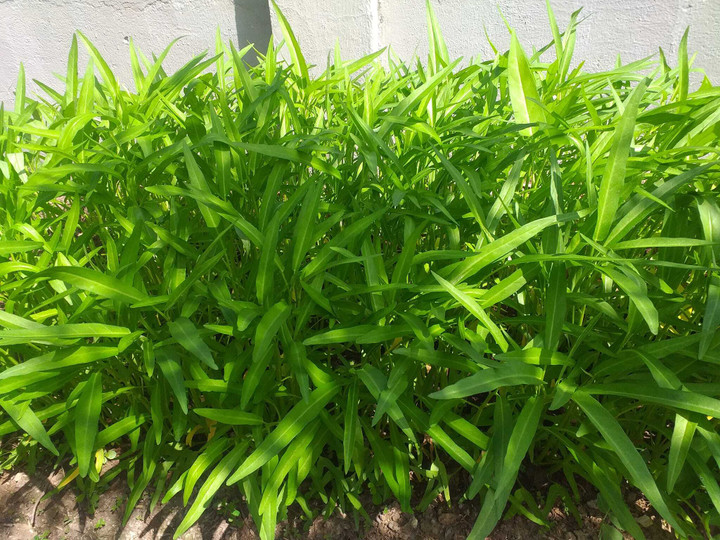 Trồng rau muống cạn tại nhà. (Ảnh: Yêu Bếp)