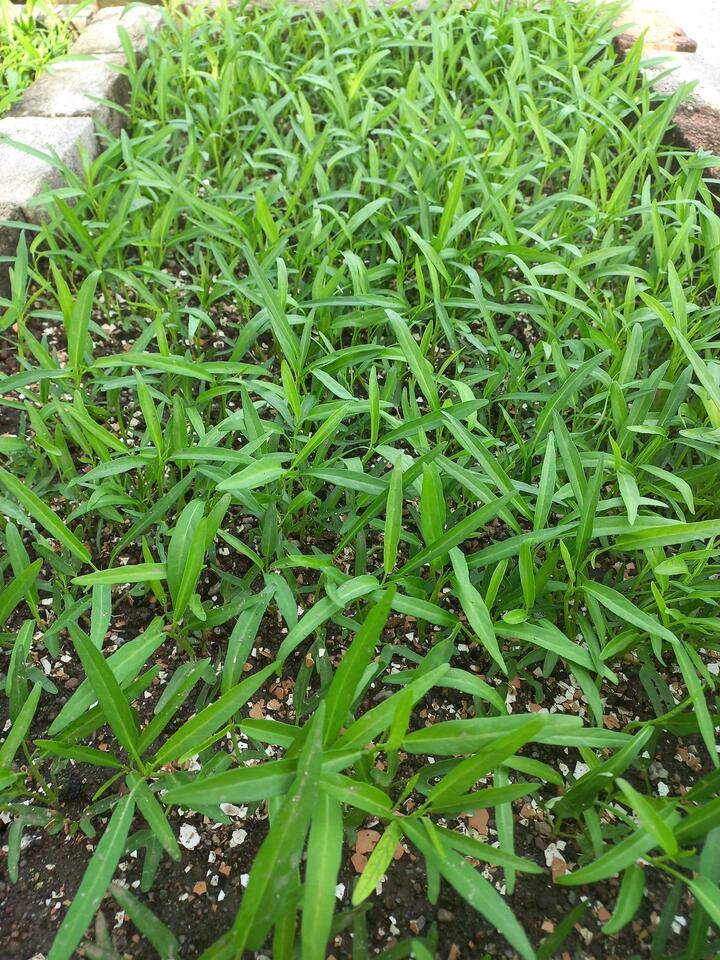 Rau muống dễ nhiễm chì, liệu có cách nào nhận biết? - 2