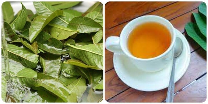 Nước lá ổi tốt cho sức khoẻ nhưng một số người không nên lạm dụng