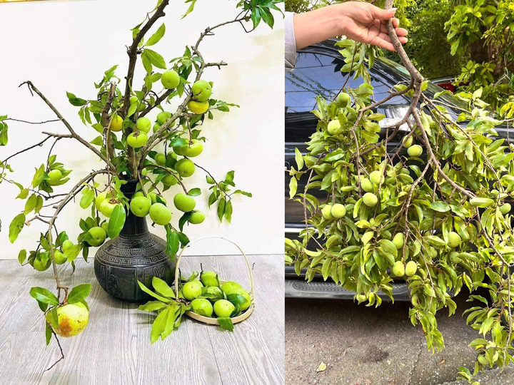 Cành thị có giá từ 130.000 - 200.000 đồng/set tùy loại. (Ảnh chụp màn hình)
