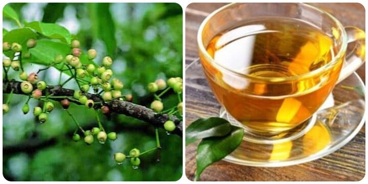 Uống nước lá vối thường xuyên rất tốt cho sức khoẻ