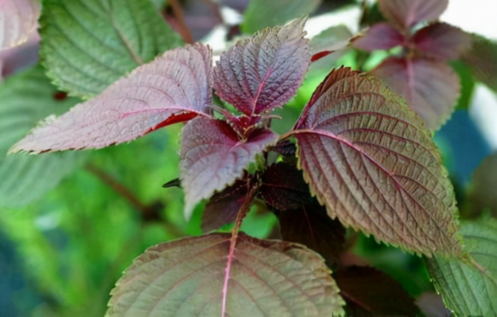 Tía tô thuộc họ Lamiaceae, có loại lá màu tím hung và màu xanh lục (Ảnh: Sohu)