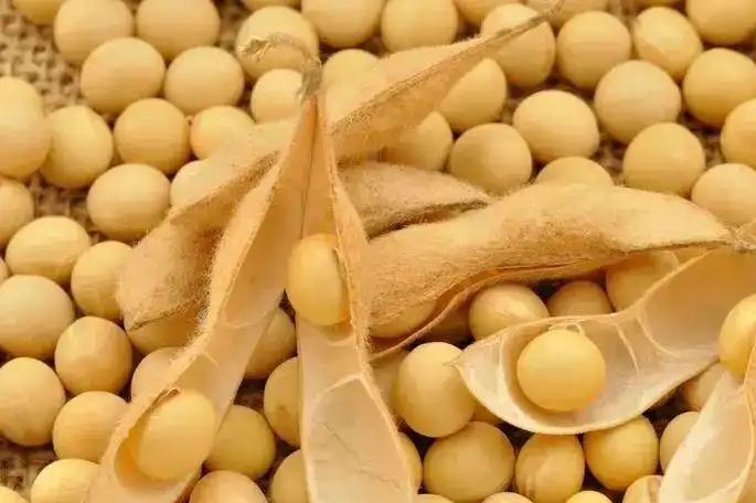 Các họ nhà đậu nên tránh kết hợp cùng ngô. (Ảnh: 360doc)