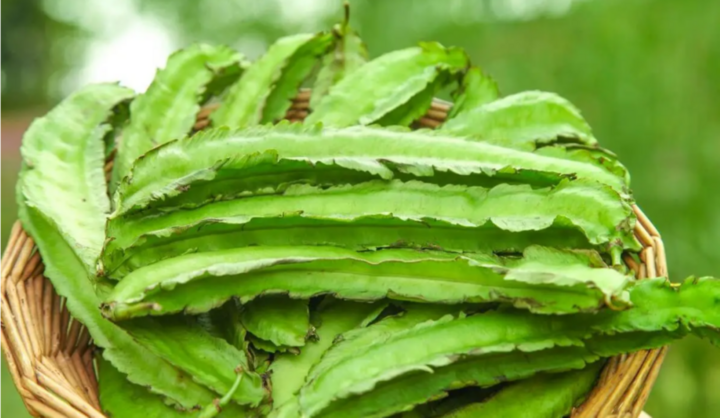 Ăn quả đậu rồng thường xuyên có tác dụng gì cho sức khỏe?