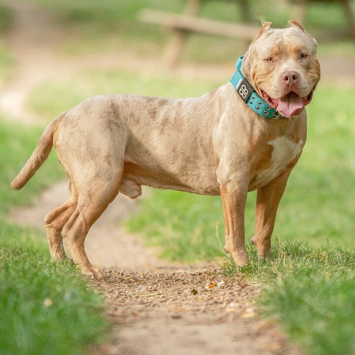 Chó Pitbull là loài hung dữ. (Ảnh: Getty)