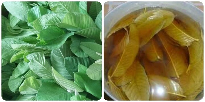 Uống nước lá ổi hàng ngày có rất nhiều tác dụng với sức khoẻ