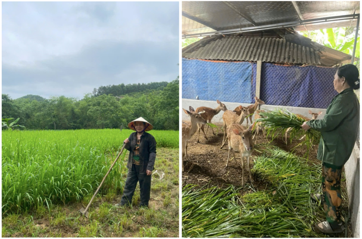 Trang trại nhung hươu tươi, hươu giống chất lượng đạt chuẩn OCOP tại Hà Tĩnh - 1