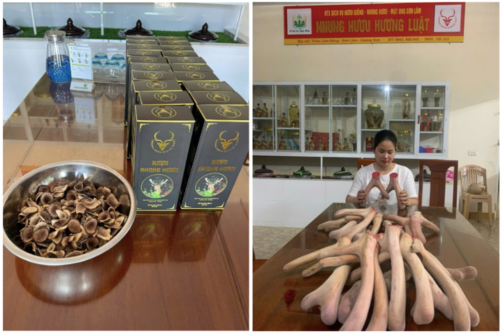 Trang trại nhung hươu tươi, hươu giống chất lượng đạt chuẩn OCOP tại Hà Tĩnh - 2