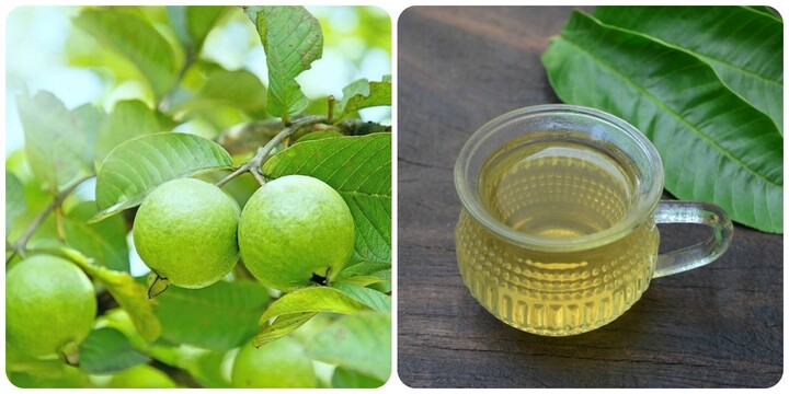 Không nên lạm dụng uống nước lá ổi thay nước lọc hàng ngày