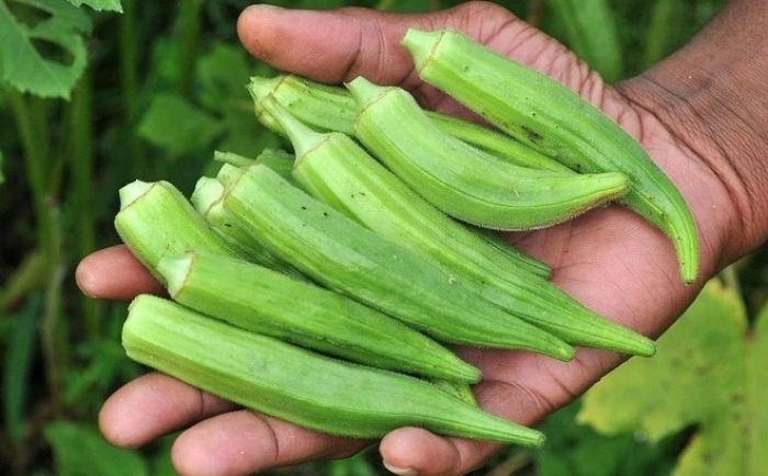 Đậu bắp chứa nhiều vitamin, khoáng chất và chất nhầy tự nhiên, được ví như “nhân sâm xanh”. (Ảnh minh hoạ)