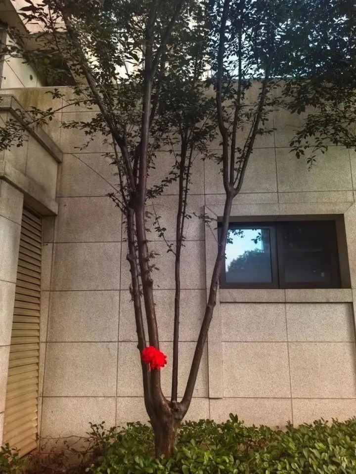 Người cha gắn một bông hoa đỏ vào cây đã cứu sống con trai mình. (Ảnh: Beijing News)