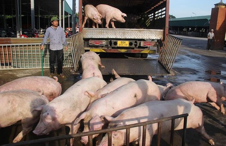 Hơn 73.000 con heo chết do dịch trong 1 tháng, cuối năm có lo thiếu thịt heo?
