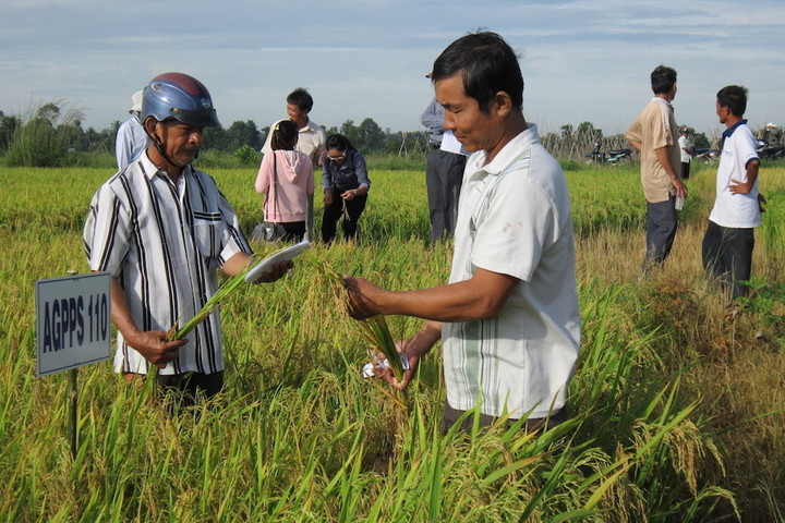 Liên kết trồng lúa đang giúp các HTX trên địa bàn tỉnh Tây Ninh đạt được những thành công mới, góp phần xóa đói giảm nghèo cho người dân. (Ảnh: Đức Anh)