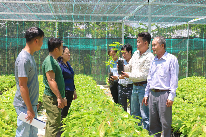 Đại diện Liên minh HTX tỉnh tham quan vườn ươm cây ca cao của HTX Nông lâm Ca cao Tây Ninh. (Ảnh: Hoàng Yến)