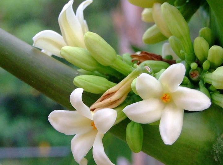 Những người cần tránh dùng hoa đu đủ đực