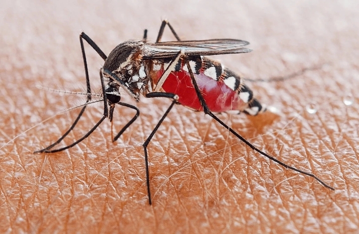 Dịch bệnh Chikungunya bùng phát ở nhiều nước, Bộ Y tế chỉ đạo khẩn