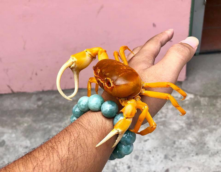 Độc lạ nuôi cua cảnh - 5