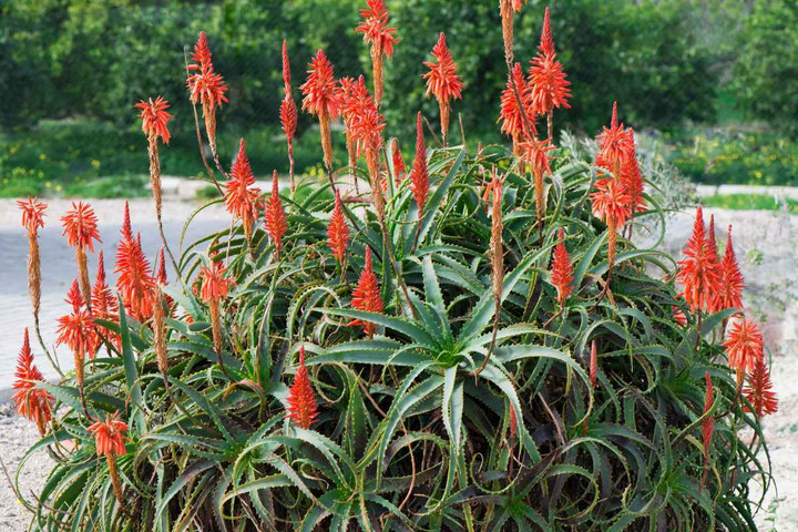 Hoa lô hội mọc thành chùm trên cuống vươn cao rất đẹp mắt. (Ảnh: Greenme)