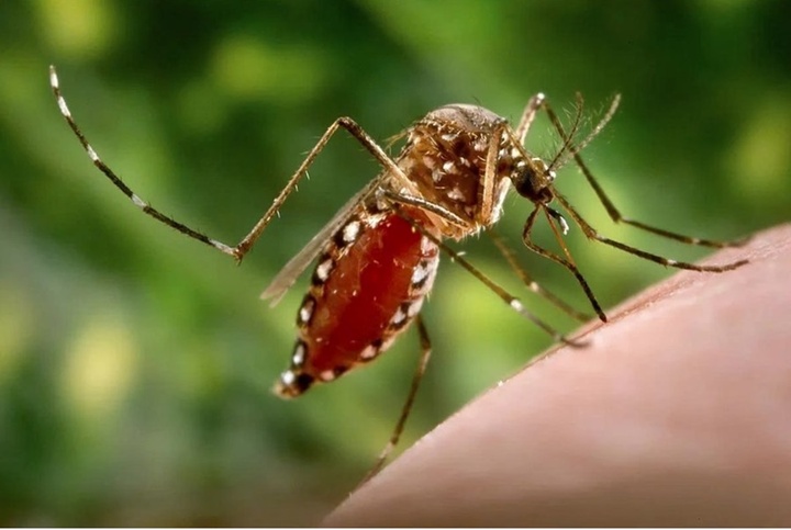 Điểm khác biệt giữa bệnh Chikungunya và sốt xuất huyết Dengue