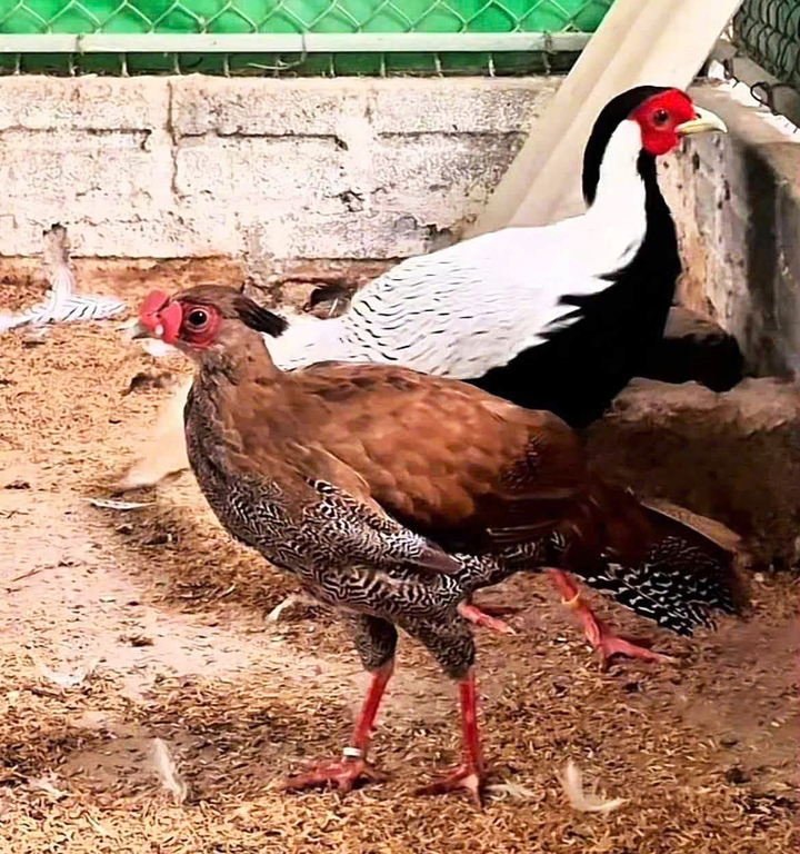 Việc săn bắn, nuôi nhốt, buôn bán, giết mổ động vật quý hiếm như gà lôi trắng khiến nhiều người rơi vào vòng lao lý.
