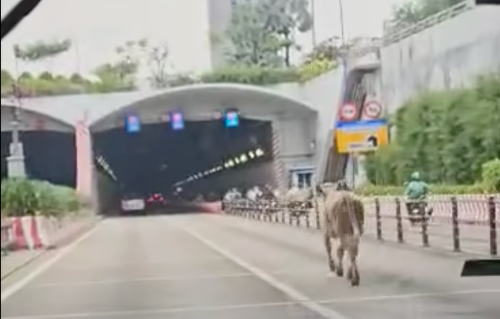 Bò lạc chạy vào hầm Sài Gòn làm giao thông hỗn loạn.