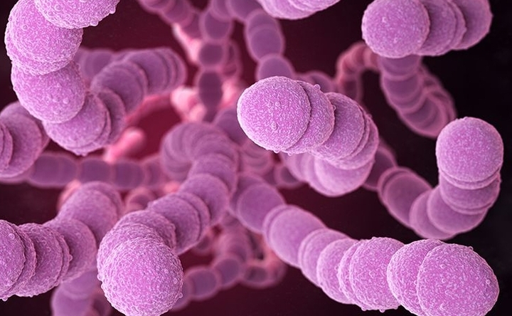 Người đàn ông làm nghề giết mổ nhiễm liên cầu lợn