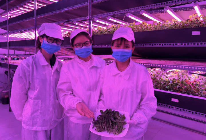 Đội ngũ chuyên viên Havy Indoor Farm và khách hàng trong khu vực canh tác.