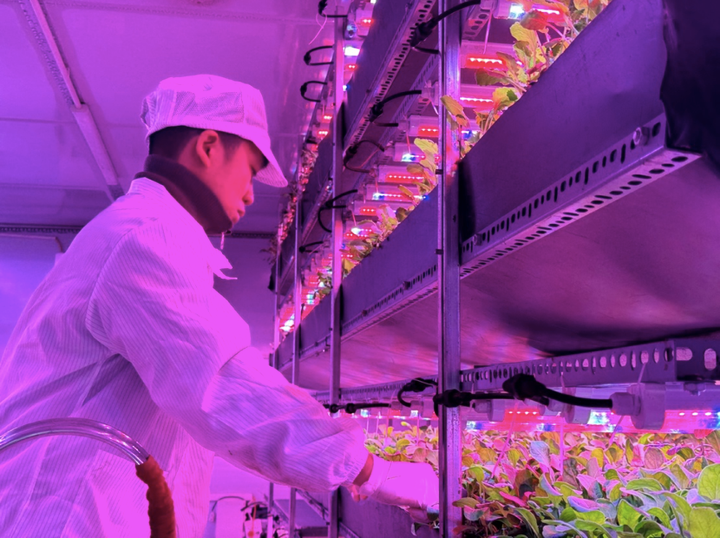 Phòng trồng rau của Havy Indoor Farm tại Hà Nội.
