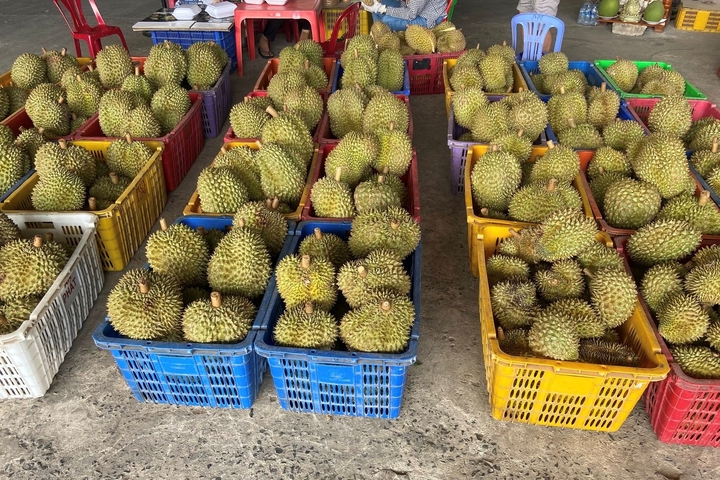 Sầu riêng ngon được bán ở khắp mọi nơi tại TP.HCM. (Ảnh: Đại Việt)