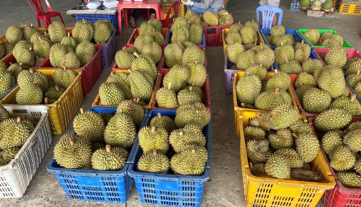 Sầu riêng rẻ chưa từng có được bán la liệt: Bài học tăng trưởng "nóng"