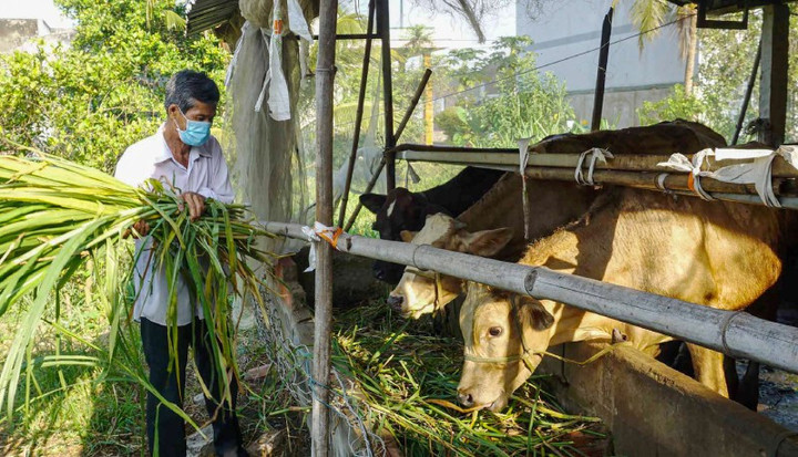 Từ năm 2021 đến nay, đàn bò của Hội cựu chiến binh xã Tân Thạnh đã phát triển hơn 30 con, lợi nhuận gần 250 triệu đồng, giúp nhiều gia đình thoát nghèo, thoát cận nghèo. (Ảnh: Thanh Phong)