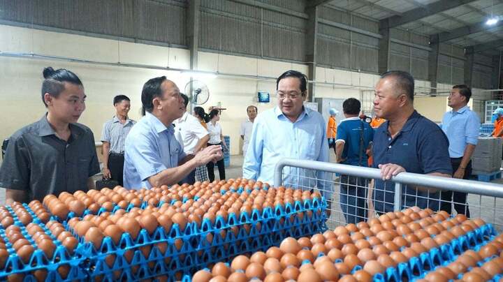 Đoàn công tác thăm và làm việc tại QL Vietnam Agroresources. (Ảnh: Trần Trung)
