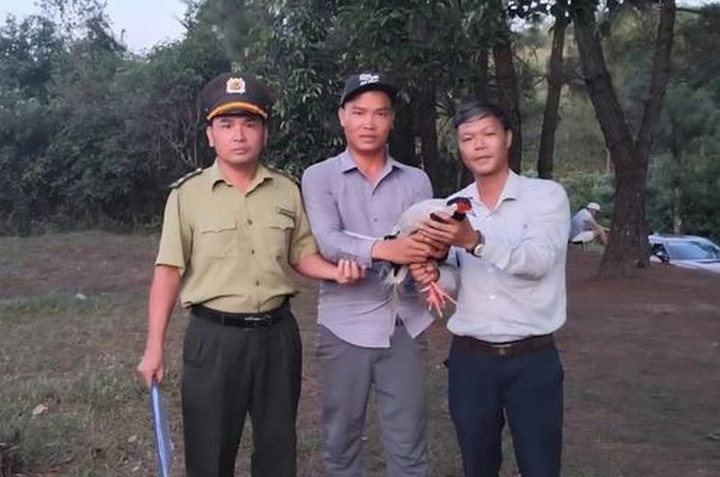Anh Nguyễn Xuân Lộc bàn giao con gà lôi trắng cho lực lượng chức năng để chuyển về Trung tâm Cứu hộ và Phát triển sinh vật thuộc Vườn Quốc gia Bạch Mã để chăm sóc, bảo tồn.