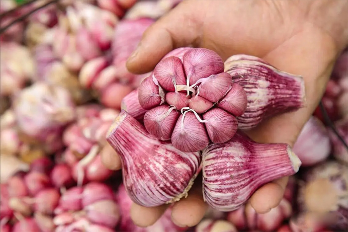 Tỏi là loại gia vị quen thuộc không thể thiếu trong nhà bếp. (Ảnh: Sohu)