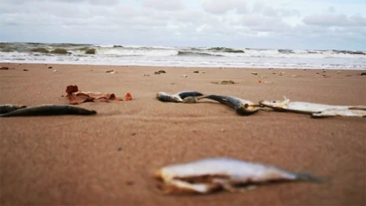 Cá chết, vỏ hàu, vỏ ốc... trên bãi biển có thể là nơi trú ngụ của vi khuẩn Vibrio vulnificus. (Ảnh: Pond5)