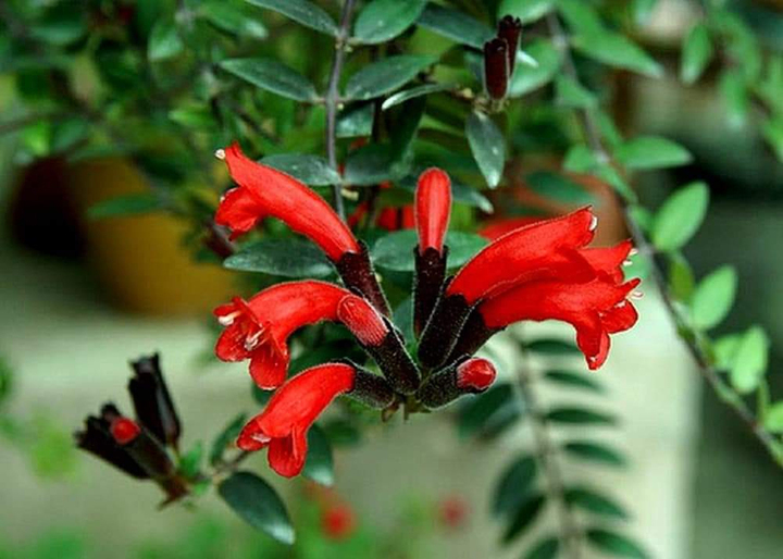 Cây son môi hợp với người mệnh Hỏa.