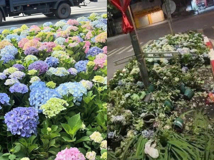 Luống hoa mới trồng chuẩn bị cho ngày lễ lớn bị người dân giẫm nát.