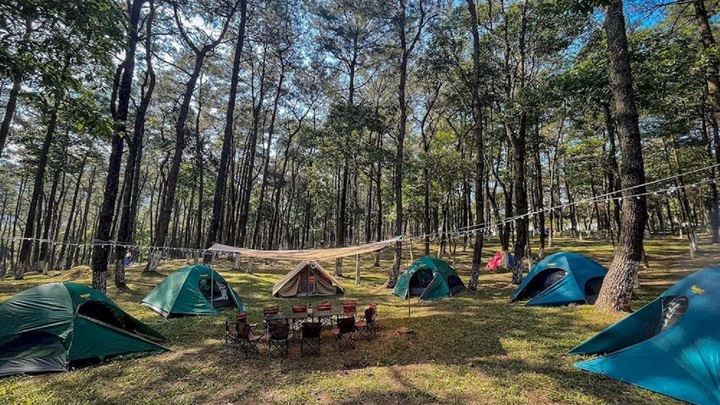 Camparea în pădurea de pini Ba Vi este o alegere ideală pentru mulți turiști. (Foto: Internet).