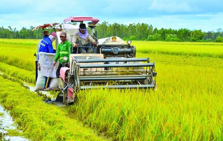 Lúa gạo hướng đến phát triển “xanh và thịnh vượng”. Ảnh minh họa: IT