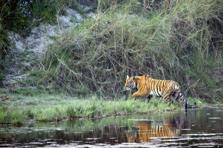 ネパール、バルディア国立公園のトラ。(出典:バルディア)
