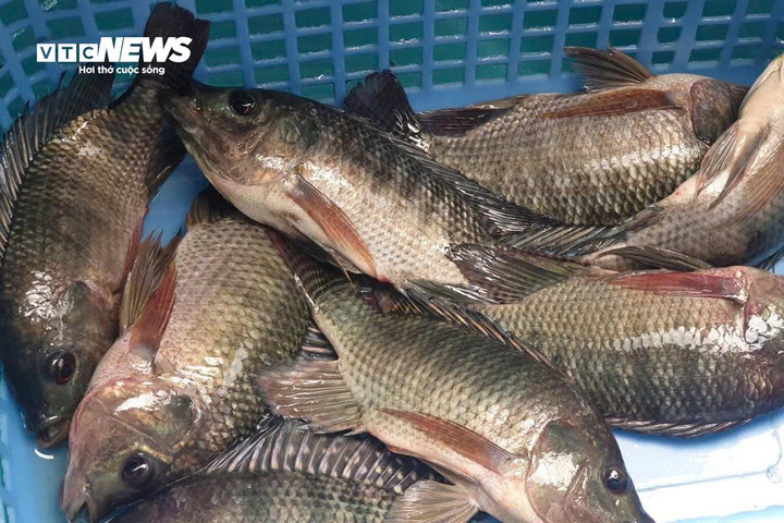 Người Hà Nội bắt cá giữa đường, 'đắp đê' chắn nước trước hầm xe - 13