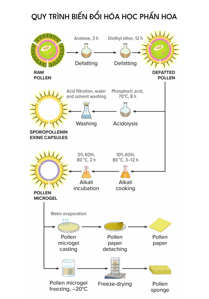 Quy trình biển đổi hóa học phấn hoa. (Nguồn: Knowable Magazine)