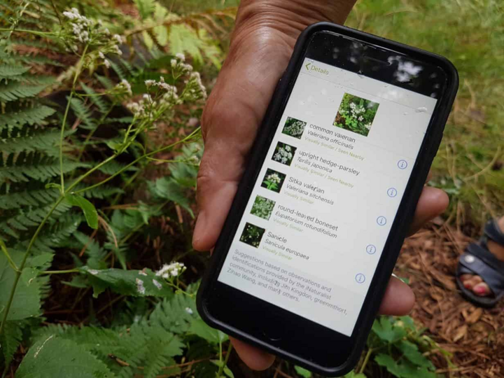 แอป iNaturalist จะแนะนำสายพันธุ์ของพืชที่คุณถ่ายภาพโดยอัตโนมัติ (ที่มา: Drew Monkman)