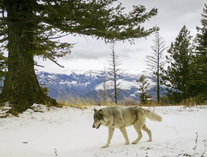 Một con sói đi ngang qua một camera ở phía đông Quận Wallowa, Oregon, Mỹ. (Nguồn: AP)