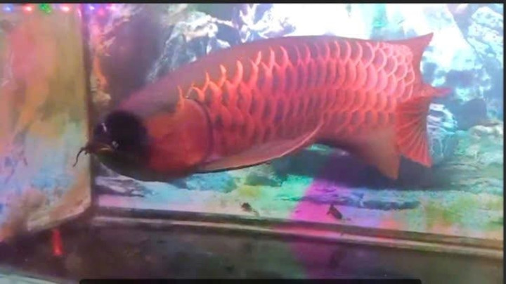 Cá Huyết long trị giá 60 triệu đồng.